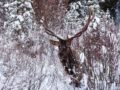 Cascade-elk-Jan-16-Chuck