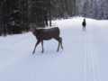 Deer-CNC-Jan-19-2012