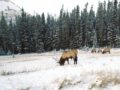 Elk-Cascade-Valley-Dec-25-2016