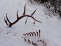 Elk-bones-Cascade-Valley-Jan-18-Chuck-1