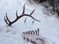 Elk-bones-Jan-18-Chuck