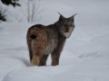 Lynx near the Elk Trap