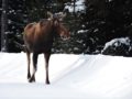 Moose-upper-Spray-Jan-2019