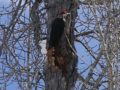 Pileated-woodpecker-by-Alf-Skrastins-Apr-13-2020