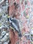 Three-toed-woodpecker