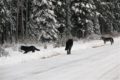 Wolves-Bow-Valley-Parkway.-Nov-26-2011.-Chuck