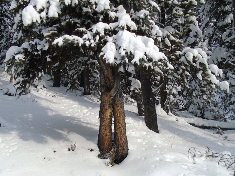 Elk Pass