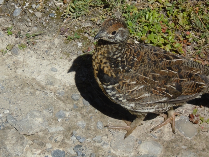 Grouse on Spray River west