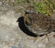 Grouse on Spray River west
