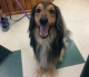 Lost dog