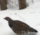 Lodgepole grouse