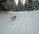 Nipika Mountain Resort