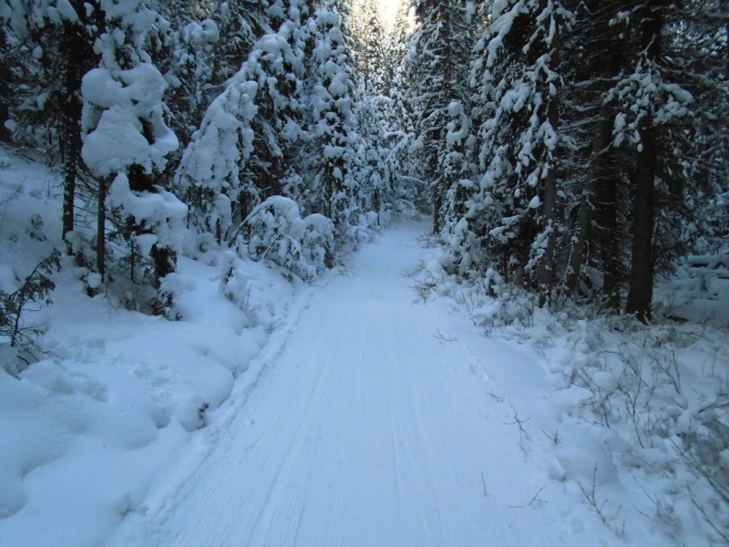 Fox Creek