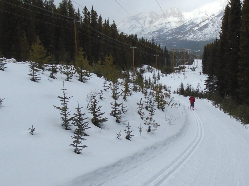 Lodgepole