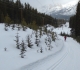 Lodgepole