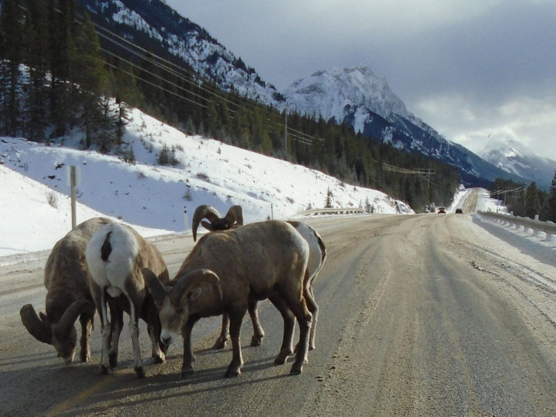 Bighorn sheep