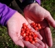 Wild strawberries