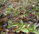 Wild strawberries