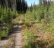 Commonwealth Lake trail