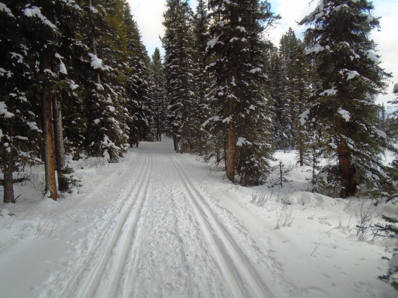 Lodgepole