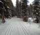Lodgepole