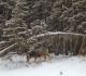 Canmore Nordic Centre