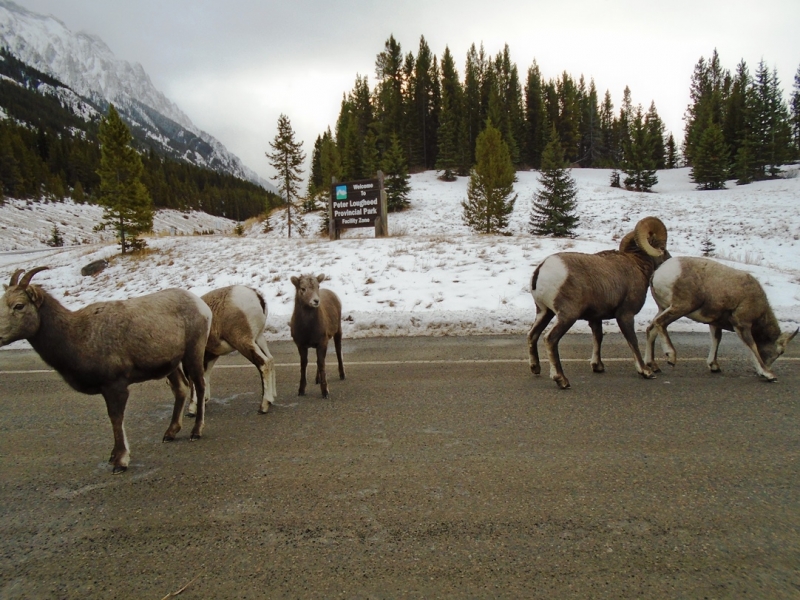 Sheep on the road