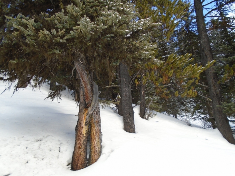 Elk Pass