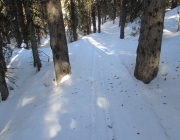 Fox creek