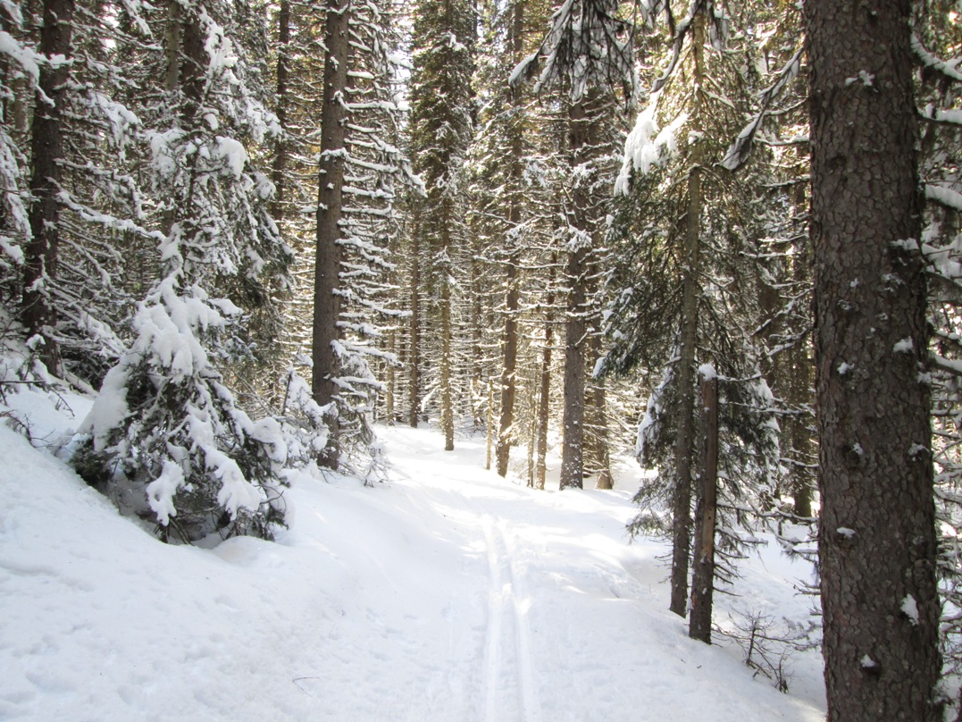 Fox Creek