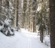 Fox Creek