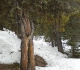 Hugging tree on Elk Pass