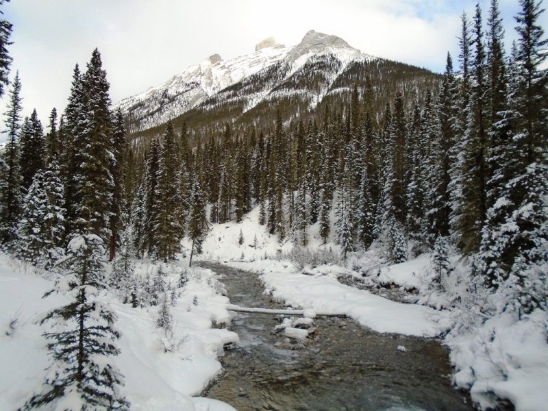 Goat creek