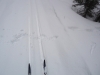 Animal tracks in the fresh snow