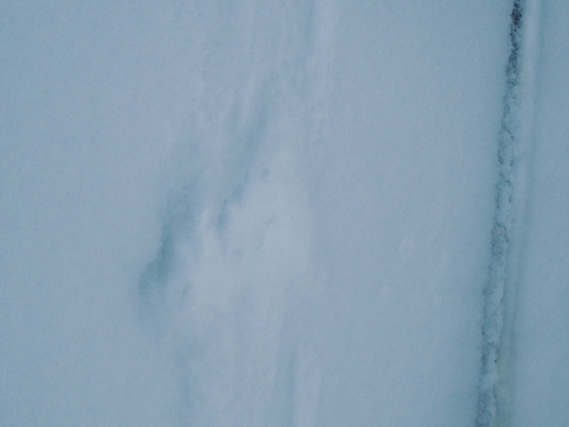 Wolf tracks on Spray river west