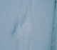 Wolf tracks on Spray river west