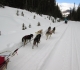 Dogsled on the Great Divide