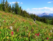 A paradise of wildflowers along the Healy Pass trail