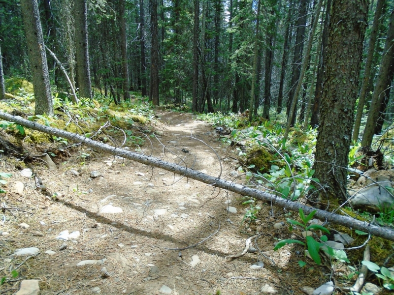 High Rockies trail