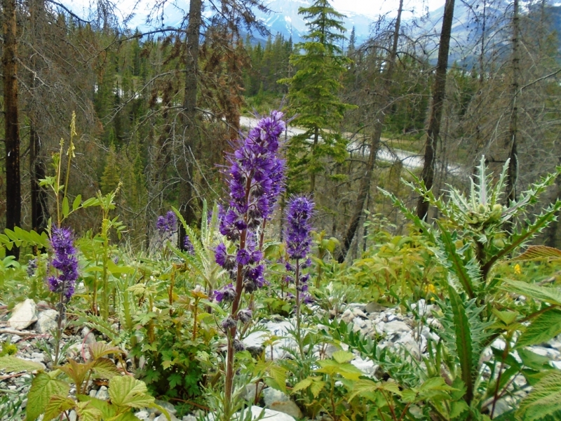 High Rockies trail