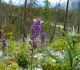 High Rockies trail