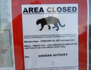 A cougar has killed an elk on Ribbon creek