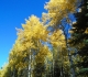 Fall colours