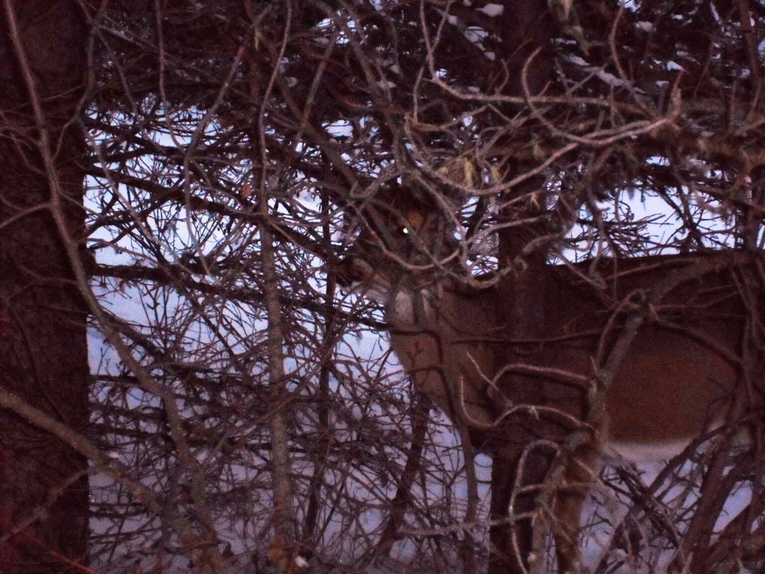 Deer in trees