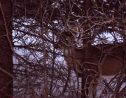 Deer in trees