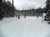 Fairview trail was trackset yesterday, and already had about 3 cm of fresh snow