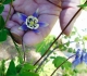Many springs