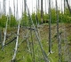 Marble Canyon