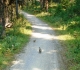 Grouse on Goat creek