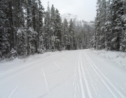 Yesterday\'s tracksetting was covered with 8 cm of new snow